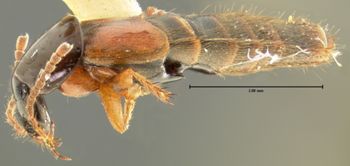 Media type: image; Entomology 34098   Aspect: habitus lateral view